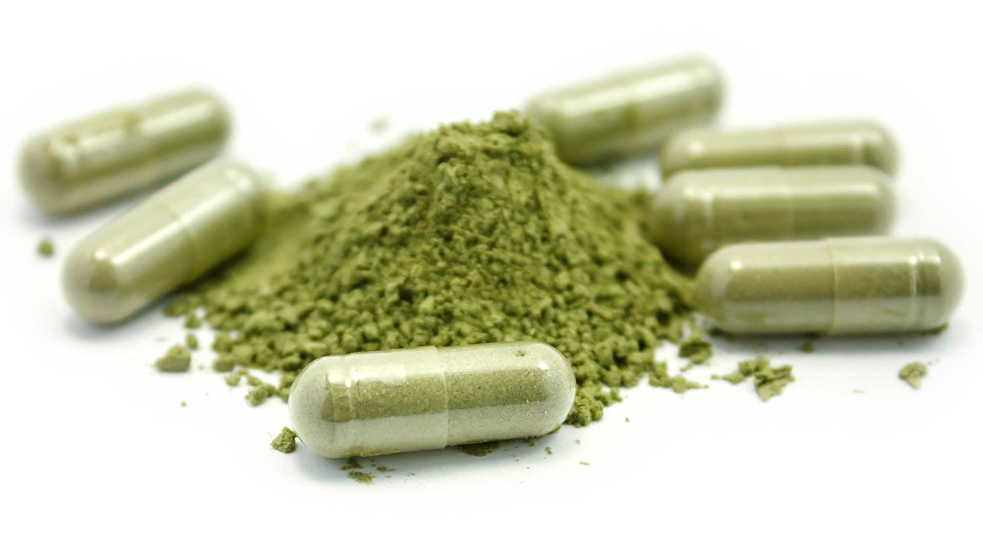 Andrographis paniculata Anwendung Andrographis